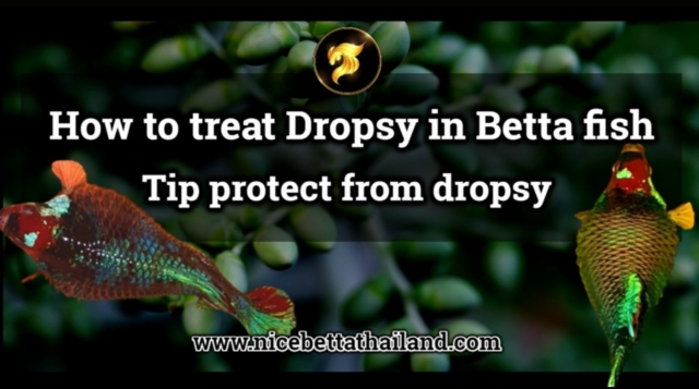 How to treat Dropsy in Betta fish