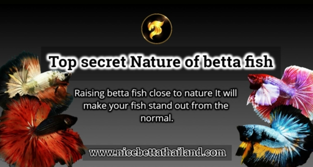 Top secret Nature of betta fish