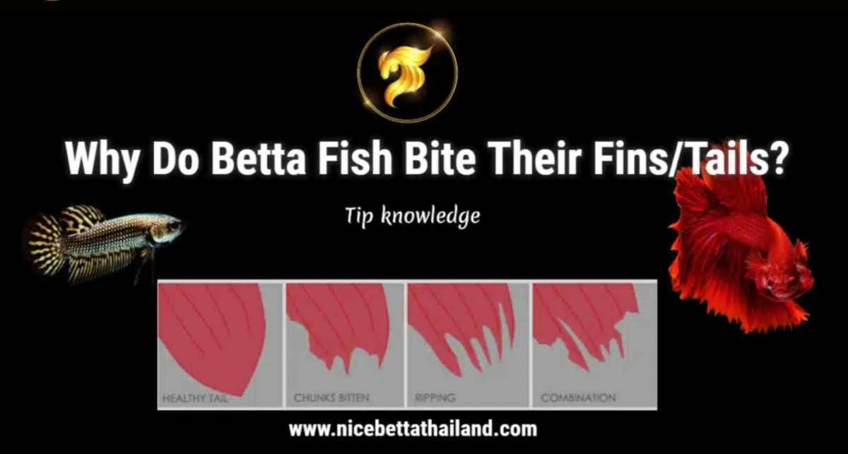 why-do-betta-fish-bite-their-fins-tails