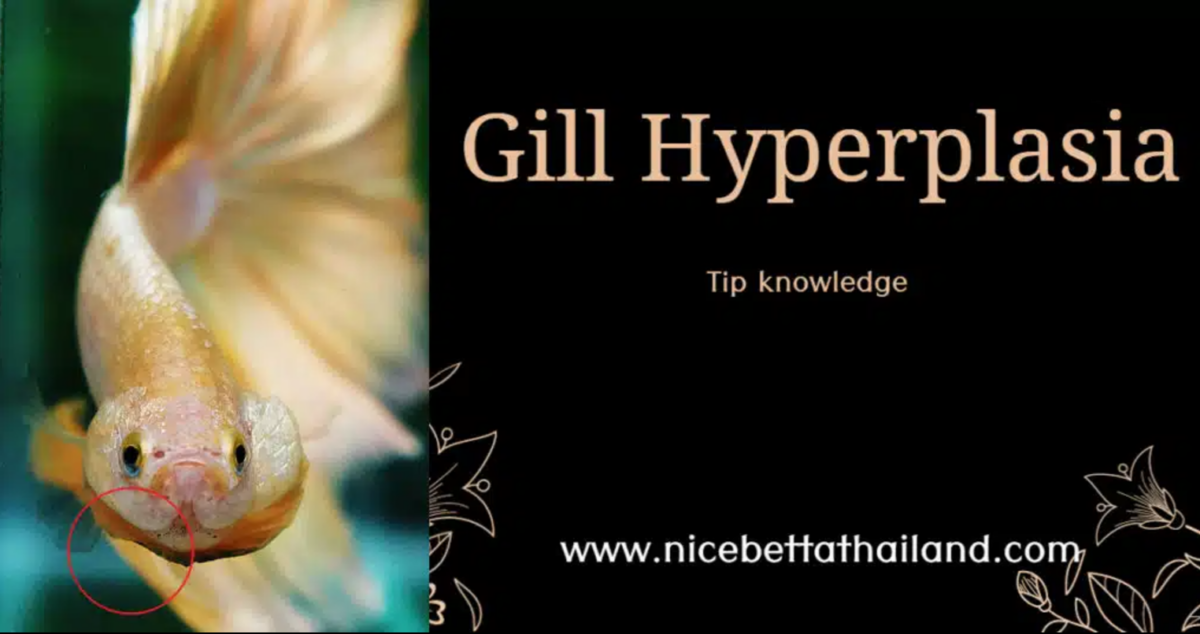 betta-fish-gill-hyperplasia