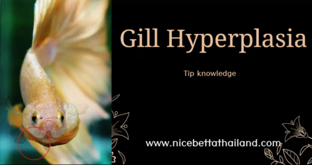 betta-fish-gill-hyperplasia