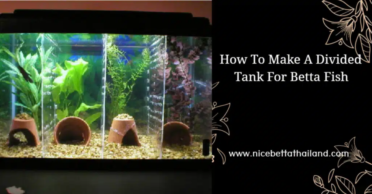 how-to-make-a-divided-tank-for-betta-fish