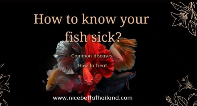 how-to-know-your-betta-fish-sick