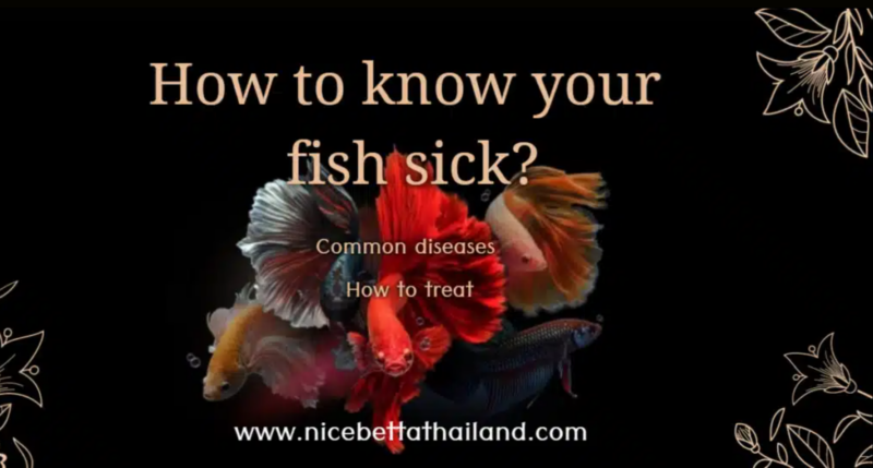 How to know your betta fish sick