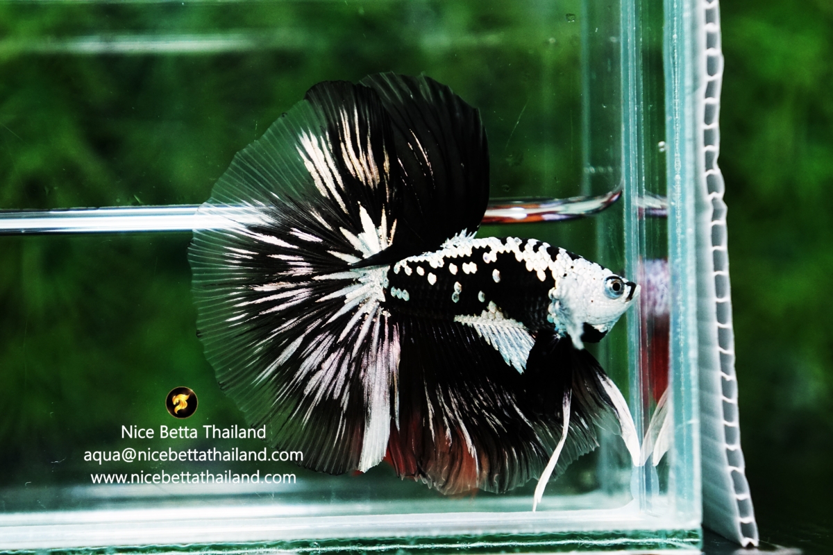 samurai-betta-fish-known-as-betta-splendens-have-helment-marking-they-are-a-beautiful-and-unique-variety-of-betta-fish-known-for-their-stunning-coloration-and-attractive-patterns-these-fish-are-nativ