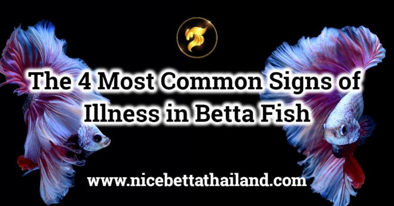 The 4 Most Common Signs of Illness in Betta Fish