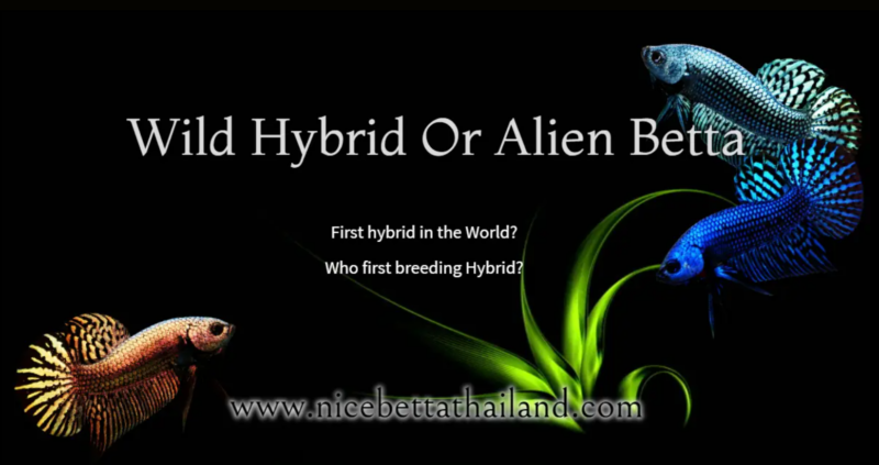 You know hybrid or Alien Betta