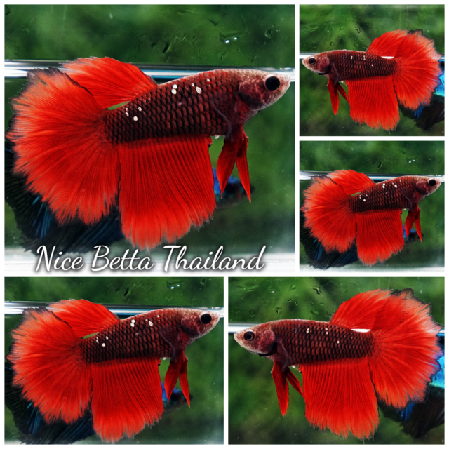 High quality Female Betta Fish Hell Girl Star Rosetail HM for sale aquatic life readily available for your freshwater exotic betta fish aquarium. Any top quality bettas by Nice Betta Thailand international farm. We shipping worldwide safe for fish and takecare fish import service via partner trans shipper and also available shipping direct to Airport in your country.