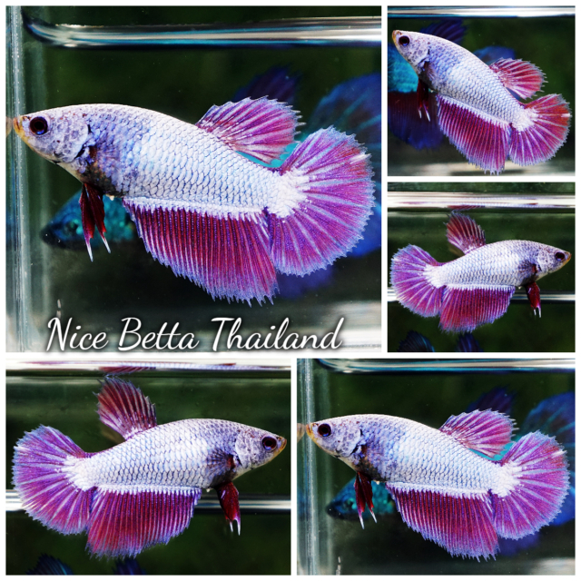 High quality Female Betta Fish Purple Royal Lavender HM for sale aquatic life readily available for your freshwater exotic betta fish aquarium. Any top quality bettas by Nice Betta Thailand international farm. We shipping worldwide safe for fish and takecare fish import service via partner trans shipper and also available shipping direct to Airport in your country.