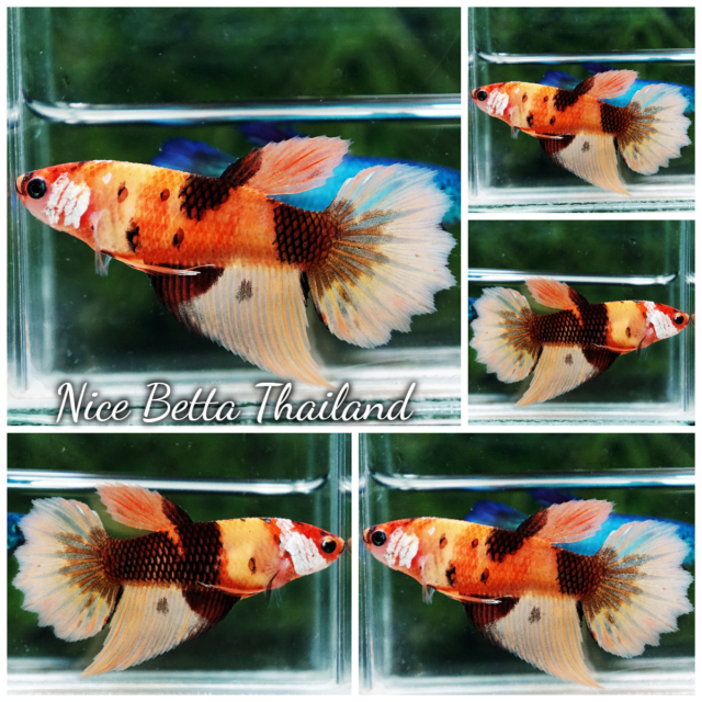 High quality Female Betta Fish Tiger Nemo HM for sale aquatic life readily available for your freshwater exotic betta fish aquarium. Any top quality bettas by Nice Betta Thailand international farm. We shipping worldwide safe for fish and takecare fish import service via partner trans shipper and also available shipping direct to Airport in your country.