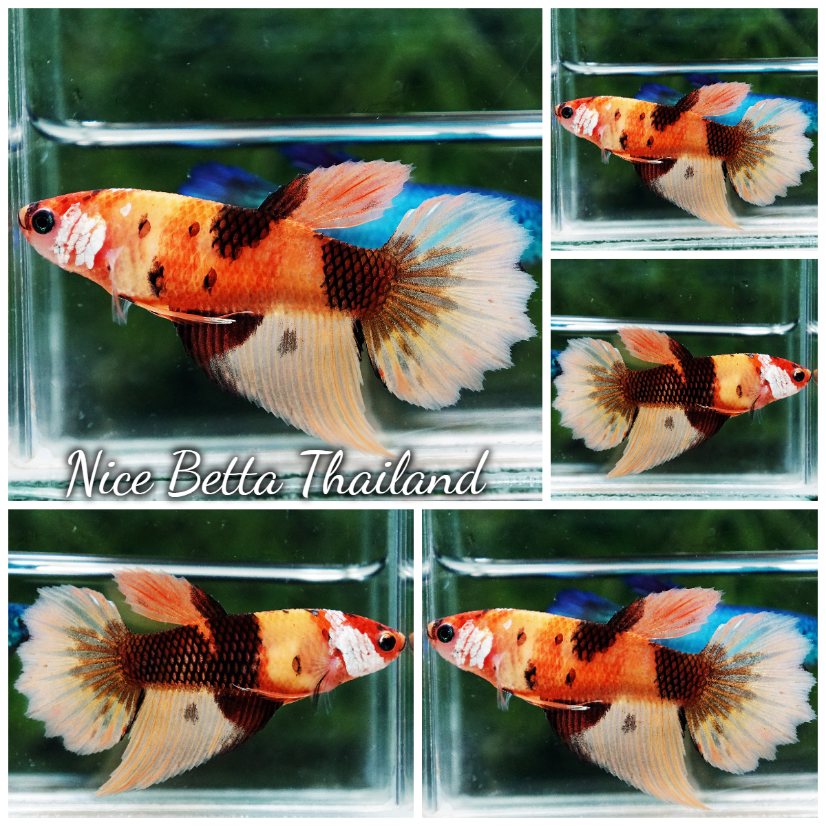 high-quality-female-betta-fish-tiger-nemo-hm-for-sale-aquatic-life-readily-available-for-your-freshwater-exotic-betta-fish-aquarium-any-top-quality-bettas-by-nice-betta-thailand-international-farm-w