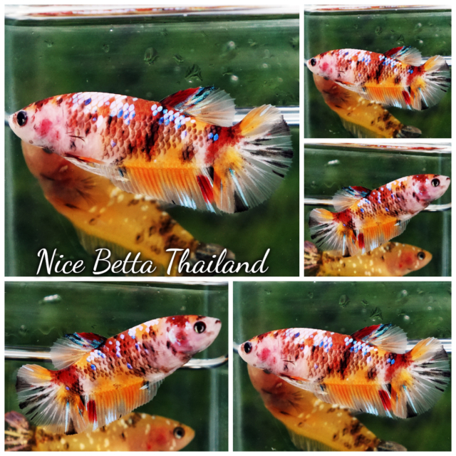 High quality Female Betta Fish Candy Nemo Classic HM for sale aquatic life readily available for your freshwater exotic betta fish aquarium. Any top quality bettas by Nice Betta Thailand international farm. We shipping worldwide safe for fish and takecare fish import service via partner trans shipper and also available shipping direct to Airport in your country.