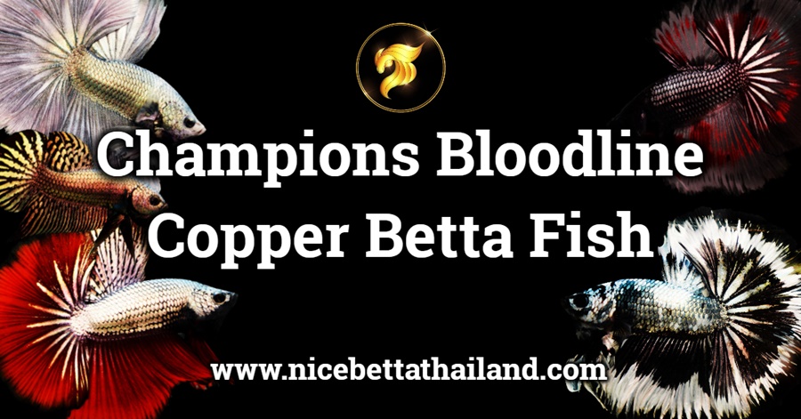 copper-betta-fish-are-a-stunning-variety-of-betta-fish-it-is-characterized-by-its-shiny-appearance-because-its-scales-are-metallic-or-some-species-may-even-have-a-shiny-fin-together-it-is-characteri