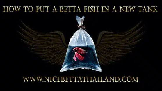 how-to-put-a-betta-fish-in-a-new-tank-when-adding-a-new-siamese-fighting-fish-to-an-aquarium-its-always-best-to-acclimate-it-first-simply-adding-the-fish-straight-from-the-transportation-ba