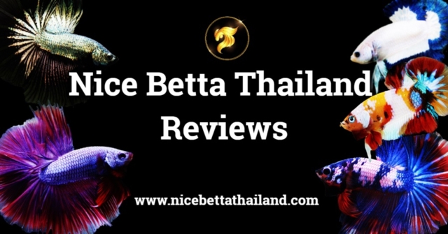 Nice Betta Thailand Reviews Collection of Nice Betta Thailand reviews from our lovely customers It is a great honor that our farm is able to deliver happiness with high quality, healthy betta fish to you. We appreciate all of your reviews. We sincerely hope you will think of us every time you think of Betta fish and don’t hesitate to contact us if you have any questions about Betta fish with us.