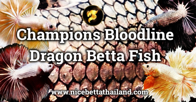 Dragon Betta fish Champions Bloodline Dragon betta fish are a stunning variety of betta fish It is characterized by its shiny appearance because its scales are metallic and really strong sclaes look like a Dragon, They are all most bicoloors except fancy dragon or some species may even have a shiny fin together. These fish are native to Southeast Asia (Thailand) and are popular among aquarium hobbyists due to their unique appearance and relatively easy care requirements. Dragon betta fish right now are known for their many coloration like Red Dragon, Yellow Dragon, Black Dragon, Silver Dragon, or Copper Dragon, Gold Dragon, and Fancy Dragon. They also have long, flowing fins and shot fin type that with strong sclaes like dragon, hence their name. These fish are generally peaceful and can be kept in a community tank with other non-aggressive fish, as long as they have enough space to swim and hide. However, it’s important to remember that betta fish are territorial and may become aggressive towards other male betta fish, so it’s best to keep them in a single-species tank or with other non-aggressive fish. There are currently several different types of Dragon betta fish choose to buy according to your preference, but if you are looking for high quality suitable for competitions, here at Nice Betta Thailand betta fish shop, you have come to the right place. What is Dragon betta fish? Dragon betta is a betta fish that has strong scales full body with shinny in Gold Dragon, Black Dragon, Yellow Dragon, Red Dragon, Orange Dragon, White Dragon and White platinum is a part of Dragon genetic too. Other type of Dragon is Fancy Dragon all most none shinny Are Dragon betta fish aggressive? Dragon betta fish aggressive same are other betta fish also and territorial — put two males together in a tank and they will attack each other mercilessly because they are possessive of their territory. Do Dragon bettas change color? No, All Solid color dragon betta fish can’t change color. Just for Fancy dragon only. bettas go through changes as they age. while others fade. It’s a natural part of their lifecycle, so don’t be too alarmed if your older betta isn’t as bright or as they used to be.