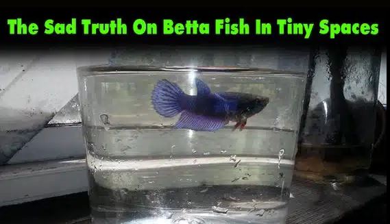 The Sad Truth On Betta Fish In Tiny Spaces You go to the pet shop and you buy a betta. All the other fish are in proper tanks, but betta fish in tiny space or are in cups swimming in their own poop! Most of them are dead, some of them are half dead, the other ones are grossly sick. Most pet shops out there tell you that they can live in tiny places like bowls. You put your fish in a bowl because the pet employee told you so, but bowls will make them miserable and most likely die and not live their full life expectancy. Bowls are a very harsh place for ANY fish to live in. Imagine yourself in an automobile, but with all the seats removed and you have nowhere to go to the bathroom but the floor. You poop, then the waste starts making you sick, and it’s ice cold. For betta fish, without a heater, the water is ice cold to them. Now, imagine living there for your whole life. It’s like that even with your weekly water changes. Now, think about your betta in its pretty little vase with a cute little plant in it. How you would feel in the car… that’s how your betta feels now. Dying a painful, slow death; burning from ammonia poisoning. Betta Fish In Tiny Spaces Bettas should be kept in the minimum of 5 gallons, yet only one could only go in there. Now, why do people sell betta fish in cups? So it takes up the least amount of space possible instead of providing a 5 gallon tank for one betta each. And, it costs the least amount of money to ship bettas, so they ship them in tiny, tiny bags. Most of them die before reaching their destination. Many pet stores mark them as a low-maintenance fish, but that’s not true. Remember, buying them in a cup doesn’t mean that they can live in small spaces, and it doesn’t mean that they will live a healthy happy life in a bowl just because it’s larger than a cup. I once rescued a betta fish from Walmart to give it a healthy, happy life. We are their only voice, let’s protest and stop this fish abuse, before your possible lifelong finned friend dies out there because because of this treatment in a petco shop.