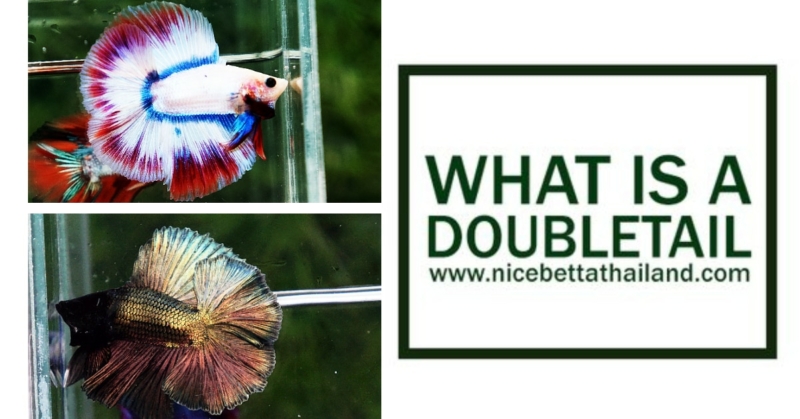 What is a Double tail betta fish? The Double Tail Mixed Colors Male Betta is a variety of Betta with an unusual tail type that differentiates it from other Bettas. The caudal or tail fin of the Double Tail Betta is split all the way to the base into two equal lobes to form two distinct tails. The Double Tail Betta fish has been bred over the years to achieve this tail fin type and is available in a remarkable variety of colors, making each individual a unique living piece of art. Doubletail betta fish The Double Tail Betta shares the same care requirements as other Betta splendens varieties. As such, only one male Betta should be kept in an aquarium. However, the smaller, shorter-finned females may be housed together with caution. If kept in a community aquarium, the Double Tail Betta should be housed with peaceful fish that will not nip at the Betta’s glorious, flowing fins. The ideal environment for the Double Tail Betta is a well-filtered and heated aquarium that maintains a stable temperature between 75° and 86°F. Though other varieties of Bettas are often sold in small bowls in department stores, for the best care, the Double Tail Betta should be kept singly in aquariums of at least 1/4 gallon. The Double Tail Betta also prefers a variety of hiding places amongst the foliage of freshwater plants. Therefore, having a well aquascaped and appropriately-sized aquarium with a filter and heater is essential for the proper care of these otherwise hardy and colorful freshwater aquarium fish. Breeding double tail betta fish For breeding purposes, male and female Double Tail Bettas can be temporarily housed together. Once the female lays the eggs, the eggs are placed inside a bubble nest and tended by the male Betta. Fry appear in about 24 hours and must be fed very small food initially, such as crushed or powdered flakes and newly hatched brine shrimp. Fry will also accept finely chopped hard-boiled egg yolk. The Double Tail Betta fish is a carnivore and its diet should consist of a quality flake food, pelleted Betta diet, frozen or freeze-dried Bloodworms and Brine Shrimp. Learn more about Best food for betta fish. Approximate Purchase Size:1-3/4″ – 2-1/4″