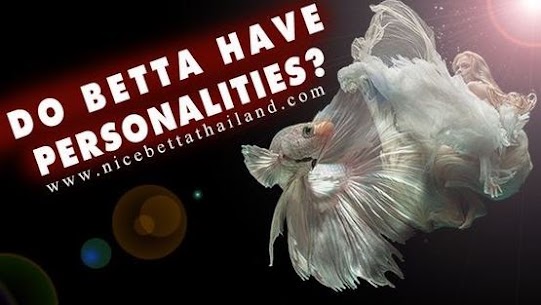 Do fish have personalities