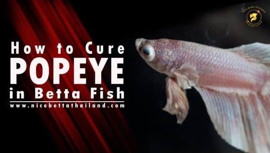 How to Prevent and Treat Popeye in Betta Fish