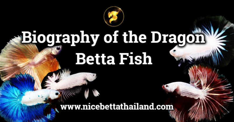 Biography of the Dragon Betta Fish When it comes to betta fish, no one would not know about the “Dragon betta fish Family” fighting fish. It has also been popular for a long time among betta fish lovers because it is a fighting fish that stands out in terms of its scales that are raised and especially thick and strong scales. Characteristics of the Dragon betta Fish There is a clear thickness of the scales. The color of the scales is usually a metallic silvery white. The dorsal fins are often dark or bright to contrast the scales. Found in both short-finned (Halfmoon, Plakad, Crowtail,) and long-finned. In addition to Black dragon, Red dragon, Gold dragon, Blue dragon and Orange Dragon, Dragon type fighting fish also have many other beautiful and interesting colors such as Fancy Dragon. The origin of the dragon betta fish Dragon betta fish was first seen in 2004. Most people will see it on the Aquabid platform from a Thai breeder, Somkiat Aquastar71, who wanted to create a silver/metallic betta with a shiny “dragon scale”. The breed used to breed the starting point of the Dragon betta fish It was a cross between a normal betta fish with a wild Betta Mahachaiensis breed and a metallic betta fish from the Betta splendens breed to get thick and shiny scales, which will be inbreed repeatedly in many generations, taking many years to come out as a pure dragon bloodline. The dragon family that was successful at that time was the Red Dragon Betta Fish. After that, there were more developments and breeding to have a variety of colors such as Black dragon, Gold dragon, and the very rare White dragon. Currently, we rarely see the White dragon color. First half-moon dragon long tail As time passed, this breeder who was already very fond of and fascinated by the long-tailed betta fish and originally had the goal of creating the long-tailed dragon betta fish, started developing it again until the first long-tailed dragon betta fish was born in 2007. Starting in 2005, the long-tailed dragon betta fish was a breed that was used to crossbreed the pure-blooded short-tailed red dragon betta fish with the Mustard color. In the first generation, the resulting betta were not dragon-colored at all. Instead, they were betta fish with green bodies and thick scales and red tails. However, he knew that these fish had dragon betta fish bloodlines and their tails were not very long because their ancestors had short tails. After that, he chose to continue Inbreeding until he got pure blood and the disadvantages of Inbreeding in many generations during that time made the dragon fighting fish often have a high chance of having a Tumor. However, in exchange, the success of seeing the long-tailed dragon fighting fish was achieved in 2007.