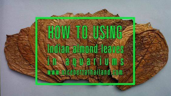 Using Indian almond leaves in aquariums Why do aquarists use Indian almond leaves? The poor man’s water conditioner Indian almond leaves are often described as ”the poor man’s water conditioner” due to their capacity of altering the water chemistry in an aquarium. In the wild, fish evolve to fit into their particular habitat and having to live in another type of environment in captivity is often difficult for them. Even if your betta fish manages to survive in less than ideal conditions, there is a great difference between thriving and merely staying alive. If your betta fish hails from a habitat where leaves and other plant debris regularly falls into the water and decompose, your fish will be used to that kind of environment and trying to mimic it in the aquariums is strongly recommended. Leaves that fall into the water release a myriad of different compounds, from trace minerals to dyes, and animals living in the water adapt to having all these different compounds readily available. When we place fish in our “clean” and rather unnatural aquariums, we in avertedly deprive them of access to a long row of different compounds present in their native habitat. If your fish hails from the type of environment described above, Indian almond leaves are one way of making life in captivity a little more natural for your pet. Just like driftwood and peat, Indian almond leaves release ample amounts of tannins into the water. The tannins affect the pH-value (how much will depend on the buffer capacity of your water) and you will also see how the water turns dark – just like a blackwater river. Needless to say, water rich in tannins is appreciated by fish species that hail from such environments in the wild. So called blackwater habitats are formed when rivers flow slowly through heavily forested areas where falling leaves and other plant debris end up decomposing in the water. You can find more detailed information about the chemistry of Indian almond leaves in on the Indian almond leaves chemistry page. That page also includes a section on blackwater habitats. N.B! Using almond leaves will give the water in your aquarium a yellow to reddish tea-coloured shade. Exactly how dark the water gets depends on the concentration of tannins in the water. Some aquarists dislike this tint which they find unsightly, but try to keep in mind that for fish hailing from blackwater habitats this dark water is actually the normal state of things and the crispy “clean” 100% transparent water without any hint of colour favoured by many aquarists is quite unnatural for them. Indian almond leaves prevent and cure diseases in aquariums? Indian almond leaves are rich in compounds produces by the tree to protect itself against bacteria, fungi and similar organisms. Because of this, it has been speculated that adding Indian almond leaves to an aquarium will decrease the risk of disease in the tank or even help fish. As far as I know, no one has yet carried out any scientific study to verify this claim. Compounds found in Indian almond leaves have however been researched for their potential health benefits for the human body. Quercetin, a type of flavonoid found in Indian almond leaves, is for instance considered anti-inflammatory and has antioxidant properties1 , while several other flavonoids present in these leaves – such as kaempferol – decrease the risk of developing certain types of cancer. Fish kept in an environment that mimic its natural habitat tend to grow stronger and heartier, i.e. more apt at fending off malicious microorganisms. As an aquarists, it is therefore difficult to determine if Indian almond leaves actually cures and prevent disease by killing of bacteria and fungi, or if it is simply a question of the leaves boosting the fish’s own immune system by providing it with an ideal water quality when it comes to pH-value, tannins, etc. Natural hiding spots and infusoria supply Using Indian almond leaves is not just about chemistry. You may think leaf litter looks ugly, but for a long row of fishes it feels just like home. Leaves and leaf litter makes the environment more natural. Bottom dwelling fish love to hide among sunken leaves, while surface and mid-water dwellers like the sense of security offered by floating leaves. Indian almond leaves are also nice for fish and invertebrates to nibble on between meals, and the leaves serve as home and food for infusoria. Can Indian almond leaves be used to change the sex ratio of Betta fish? A lot of rumours circulate about South-East Asian Betta breeders using Indian almond leaves to increase the male-to-female ratio in the batches. Personally, I’ve noticed no difference in sex ratio when using Indian almond leaves. When do aquarists use Indian almond leaves? What fish will like Indian almond leaves and what won’t? Indian almond leaves are ideal for fish that hails from environments where the water is rich in leaf debris. A few examples of such fishes are bettas and other gouramis, blackwater tetras, discus, rasboras and many dwarf cichlids. You need to research your particular species to see if it hails from this type of water. Indian almond leaves are not recommended for fish that like hard and alkaline water, such as African cichlids from the Great Rift Valley lakes. Examples of situations when Indian almond leaves are commonly used Some aquarists use Indian leaves all the time, while others use them only for special purposes, i.e. when the feel that their fish needs some extra pampering. It is especially common to use IAL… When setting up a new aquarium When a new fish is introduced to an aquarium To induce breeding, especially in Betta fish When setting up and maintaining a fry aquarium When a fish is sick, especially if the sickness affects the skin In the plastic transport bag when a fish is moved to a new home When keeping delicate fish species that are considered difficult to keep and breed in captivity If you use Indian almond leaves all the time, remember that you may have to “wean” your fish off them if you plan on selling your fish to an aquarist that won’t use Indian almond leaves. A fish that has been raised among Indian almond leaves or spent a long time in an IAL-tank may not handle a rapid move to a different environment well. How do aquarists use Indian almond leaves? Preparations Keep your Indian almond leaves in a dry place at room temperature until you wish to use them. Dry leaves can be stored for at least 6 months in a suitable environment (preferably a container that is airtight, watertight and prevents light from entering). If the tree may have been sprayed with pesticides or grows in a big city with lots of pollution, rinse the Indian almond leaves well in tap water before placing it in your tank. Do not use Indian almond leaves that are mouldy. Remove active carbon, purigen and similar from the aquarium before adding your Indian almond leaves. If you’re in a hurry, you can cut the leaves into smaller pieces since this will make them leach their content into the water more rapidly. Dosage Dosages below are based on 15-25 cm (6-10 in) leaves. If your leaf is smaller or bigger, you need to adjust the figures accordingly. Using 2 leaves per 50 L (13 us gallons) of water is a good rule of thumb, but be prepared to adjust the dosage to suit your particular fish. Some Betta keepers routinely use up to 2 leaves per 15 L (4 us gallons) of water in their everyday tanks. Betta breeders normally use 1 leaf per 20 L (5 us gallons) of water in breeding tanks. In fry rearing tanks, use 1 leaf per 40 L (10 us gallons) of water. For how long? Unless you anchor the leaves using a rock or similar, they will normally float for 2-3 days before sinking. Sinking is natural and it doesn’t mean that your have to change the leaves. The leaves will normally disintegrate after a month or two, depending on how actively your fish tries to destroy them. Aquarists that dislike the sight of torn leaves normally replace the leaves every 2-3 week, but this is purely for aesthetical reasons. There is usually no need to change the leaves more often than every second month. Indian almond leaves in fry tanks In a fry tank, Indian almond leaves are beneficial in several different ways. In addition to all the positive effects described above, the leaves serve as home and food for infusoria; minute aquatic creatures like ciliates, euglenoids, and protozoa. Due to its size and nutritional content, infusoria is an excellent food source for newly hatched fry from a long row of species. In addition to this, many species of fry are naturally inclined to hide among leaves and leaf litter and will feel safer and less stressed in a fry tank that isn’t completely barren. Indian almond leaf for hospital tank Instead of routinely adding Indian almond leaves to the aquarium, some aquarists prefer to set up a separate IAL-tank and let their fish spend some time in it when the fish seem to be a bit under the weather, e.g. due to skin abrasions. This is not a quick fix – you should be prepared to let your fish stay in the hospital tank for at least 2-3 weeks. (Having a separate hospital tank will also prevent spreading of infectious disease and keep other more healthy fish in the main aquarium from taking advantage of a weakened tank mate.) As always, the hospital tank must naturally be very similar to the ordinary aquarium when it comes to temperature etc, otherwise your will shock your fish. Traditional conditioning for Siamese Fighting fish According to professional breeders of Siamese Fighting fish in South East Asia, Indian almond leaves will harden and coat the skin of the fish, thus making it more apt for fighting. The idea is that Siamese fighers living without Indian almond leaves have softer skin and scales that aren’t smooth and slippery enough to handle being bitten by other fighters. The fish is therefore conditioned using Indian almond leaves for at least seven days prior to a fight. A clay pot is filled with clean, aged water, the leaves are added, and the fish will live in the pot and be fed live food once a day. The pot is placed in a dark and quite place to help the fish prepare. After a fight, a similar treatment is given to help the fish recover from its injuries. Frequently Asked Questions Is it true that Indian almond leaves remove heavy metals from the aquarium? I come across this claim now and then, but I have seen no explanation for exactly how it would work or any scientific studies regarding IAL and heavy metals. Bogwood is commonly used among aquarists to reduce the toxicity of metals; perhaps decaying leaf matter works in a similar way. When organic matter (i.e. not just Indian almond leaves) are turned into humus by bacteria and fungi, toxic substances such as heavy metals can be chelated, i.e. bound to the complex organic molecules of humus. This can prevent the metals from entering the wider ecosystem, but will not remove them. For us aquarists, it means that the heavy metals will still be present in our tanks – only bonded to humus. I have never used copper based medication in an aquarium together with Indian almond leaves so I can’t tell if the leaves decrease the effectiveness of the medicine or not. Can I use Indian almond leaves in my planted tank? Yes, Indian almond leaves can safely be used in planted aquariums. Of course, plants that like alkaline waters won’t appreciate the drop in pH-value, but why would you keep such plants with acidic loving fish in the first place? Can I combine Indian almond leaves with activated carbon or purigen? Activated carbon, purigen and similar will decrease the effect of Indian almond leaves and should therefore be removed from the aquarium prior to IAL use. Is there any way of getting rid of the colour? If you for some reason wish to get the tannins out of the water, you can use activated carbon or simply do a lot of water changes. Just remember that the positive properties of the Indian almond leaf will vanish as well. Alternatives to using whole leaves Indian almond leaves in a tea bag If you hate the look of Indian almond leaves in your aquarium, there are vendors that sell IAL tea bags to soak in the water. Of course, using teabags will not give your fish any leaf litter to hide among or nibble on. Making your own Indian almond leaf concentrate Another alternative for those who dislike having leaves in the tank is to boil the leaves and make a concentrated Indian almond tea to pour directly into the aquarium water. Simply place the leaves in a pot filled with water and bring to a boil. Boil until the water darkens. The tea can be stored in an airtight bottle in the fridge. Recipe for a 375 L or 100 us gallon aquarium: 15 to 20 leaves (15-25 cm / 6-10 in) 10 L or 2.5 us gallons of water N.B! The tea must naturally have roughly the same temperature as the aquarium water when you add it, i.e. not to warm or too cold. Using Indian almond leaves Summary Indian almond leaves (or catappa leaves) when used properly in the aquarium, although they have the effect of lowering the pH and releasing tannins that make the water color golden tea-colored – they help simulate the natural environment, boost immunity, protect against bacteria and minor fungi, manage the carrier of infusoria which is the food for the fry and small shrimps and create hiding places on the bottom and surface of the water for many fish such as bettas, gurami, discus and tatorras, although some species that like cold water or calcified plugs may not be suitable for this use. In the meantime, Indian almond leaves are quite effective and beneficial for the betta fish.