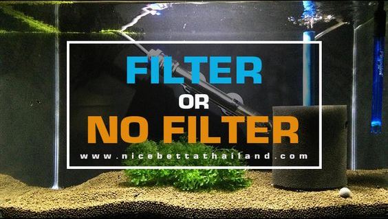 Betta Fish Need A Filter, yes or no. Whether betta fish need a filter or not depends on several factors including tank size, the level of care, tank mates, and more. It’s not a simple yes or no answer because they can survive and even thrive in both scenarios with the right care. Betta Fish Need A Filter? Problems arise from misinformation and from beginner caretakers who believe a bowl or other small tank is going to be less work and less expensive. That’s simply not true and can lead to a sick betta or worse. Before you make your decision on filtration, make sure you fully read and understand the pros and cons of each. Let’s start by understanding a betta’s natural habitat, living in rice paddies and shallow bodies of water. During droughts, a wild betta may even end up in a murky puddle for a period of time with very little oxygen. Betta fish are able to survive in these conditions through evolution, with the unique ability to gulp oxygen from the air (at the water’s surface) instead of relying solely on their gills. This ability comes from their labyrinth organ, classifying them as Anabantoidei or labyrinth fish. Because of their level of tolerance in low oxygenated water, bettas are frequently sought after and recommended for beginners. They can be easier to care for than other tropical fish with less equipment, but myths are abundant. Claims how they prefer small habitats and can live off the roots of a plant in a vase. These claims are false and can lead to your betta merely surviving. Instead, you want your betta to live a long and healthy life without any suffering right? Betta Fish Habitats Without Filters Tanks that are 2.5 gallons or smaller, shouldn’t have a filter because they can do more harm than good. Filters in small tanks cause strong currents, which can toss a betta fish around and stress them out. Bettas are not very strong swimmers and their long fins can further complicate mobility in strong currents. Betta’s prefer slow moving or still water. This is why some caretakers swear by unfiltered tanks for their betta, replicating their natural ecosystem. Water quality, however, quickly declines in low volume unfiltered tanks. The larger the volume, the slower the water quality will decline and the easier it is to maintain. Uneaten food and feces lead to ammonia, nitrate, and nitrites building up. In high quantities, these can begin to stress and make your betta sick. One of the most common ailments in small unfiltered tanks is fin and tail rot. There are also beneficial bacteria that naturally exist in the water. Constant water changes can limit these beneficial microorganisms and create stress as well. The absolute minimum size for a betta fish is 2.5 gallons, with the recommended size being 5 gallons or more. Caring for a betta fish without a filter is actually a lot more work. Non-filtered tanks require 1-2 water cycles at around 25% and a full 100% water change each week (depending on water quality). On the other hand, a 5-gallon unfiltered tank will only need 1 water cycle per week at around 25%-35% of total volume and a 100% water change once per month. You should also use test strips to analyze your water parameters in real-time. To help with unfiltered tanks, remove uneaten food and poop before it settles and decays (pro tip: use an aquarium designated turkey baster to easily suck debris out of the tank). After reading the section below, you’ll quickly realize why filtered tanks can be more beneficial for betta fish and easier to maintain. Betta Fish Habitats With Filtered Tanks There are many filters you can buy if your tank did not come with one. Some examples of different types include: under gravel filters, hanging on the back power filters, sponge filters, and internal filters. The most important consideration for betta fish is their strength, with having an adjustable flow being crucial. Your betta should be able to swim freely without struggling. We recommend purchasing a tank that’s recommended for betta fish and comes with a filtration unit out of the box. Mix-matching items can be tricky, but if you are buying a filter, a weaker than the recommended size is advisable. For example, if your tank is 5 gallons, consider a filter rated for 1-3 gallons. Benefits of Betta Tanks with Filters Waste Reduction – removal of excess food, feces, ammonia, and bad bacteria Oxygenation – filters help to oxygenate the water Good Bacteria – beneficial microorganisms accumulate in filter media and tanks Tank Mates – filters are required with tank mates because of increased bio loads Maintenance – reduced maintenance and water cycling Betta fish like filtered tanks because they do best in stable water parameters. A filter helps to maintain beneficial bacteria while cleaning and neutralizing ammonia and nitrates. Establishing a natural ecosystem is crucial to long-term health and limiting the chances of stress and disease. Filtered betta tanks will require less maintenance, which makes your life easier. If you forget to perform water changes in an unfiltered tank, things can get bad quickly. In a filtered tank you don’t need to do 100% water changes unless you have an algae or rampant disease problem. In fact, a 25-30% water cycle once a week and vacuuming the gravel is all that’s necessary aside from filter media replacement per your filter’s instructions. Make sure to always clean your filter in tank water and not tap water to preserve beneficial bacteria. Is Your Bettas Filter Too Strong? If your betta’s filter is too strong you will need to remove it or reduce the strength of the current. Filters are not ideal for tanks under 3 gallons and you should upgrade the size of your betta’s habitat. Hanging on the back and internal filters come in varying strengths and may be too strong for a betta fish. If your betta is struggling to get to the surface for air, hiding and scared, and frantically swimming in the current, your filter is probably too strong. This can severely stress your betta fish and lead to fin damage, injuries, and even death. After becoming physically exhausted they can be tossed around or even sucked up by the filters intake tube. Allowing your tank’s water to get and stay below the recommended depth from the filter’s output will also increase turbulence in the water. The first thing to try is limiting the flow of your filter if it’s adjustable (try the lowest setting). If not, consider returning it, purchasing a new one, or trying these tips. You can increase plants and decorations near the filter to break the flow as it enters the tank. There are also other methods like creating a separate compartment for filtration by dividing the tank. Another quick fix which will also protect your betta fish is placing a pre-filter sponge on the intake tube to restrict water uptake and ultimately output. Pre-filter sponges will easily fit over certain filters’ output tubes into the aquarium like the Fluval Spec V too. This can help to reduce the flow and turbulence in the tank for betta fish. Recommended Betta Filters The size of your tank or habitat will affect which filter is right for your siamese fighting fish. One of the best and most inexpensive options for smaller tanks are sponge filters (on the left). Sponge filters use bubbles of air from an air pump to draw water through a sponge. A sponge filter is very easy to set up and allows for both mechanical and biological filtration. They are perfect for the delicate betta, and also have the added benefit of oxygenation. They work best in tanks up to 10 gallons and present virtually no risk to your betta from suction or flow. A second option is the hanging on the back (HOB) nano filter (middle). These are ideal for 5-10 gallon or even larger tanks. If you can, get one that has an adjustable flow rate and consider a pre-filter sponge for the intake tube. HOB filters are easy to maintain and they don’t take up viewing or ecosystem space. A final option is an internal filtration unit that goes inside the tank (on the right). If you already have a small tank (3 gallons), this can reduce swimming space and the overall water volume available for your betta fish. Most submersible filters attach to the tank’s wall via suction cups and perform relatively well if they’re not too powerful. Conclusion Do betta fish need a filter? That depends on what you’ve decided given the pros and cons for each scenario above and your personal situation and preference. Please avoid fish bowls and any tank under 2.5 gallons. The larger your tank, the easier it will be to maintain. A filtered tank can further support a healthy ecosystem too. If you decide to introduce tank mates, create a sorority, or place your betta fish in a community tank, filtration will be required for increased oxygenation and water quality. Betta fish need a filter or not Summary “Although betta fish can live in tanks or bowls without a filter, care is difficult and requires frequent water changes. A 2.5- to 5-gallon tank should have a 25% water change every week, and a full water change at least once a month. The lack of a filter also reduces the bacteria that help maintain water quality, stressing the fish. Conversely, using a filter with a gentle pressure and suitable for the tank size reduces maintenance burden, resulting in cleaner water, healthier fish, and easier keeping.”