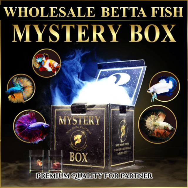 Wholesale betta fish 50 pcs (Male) Premium quality shipping WORLDWIDE