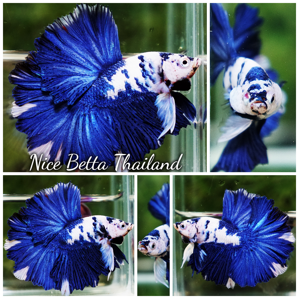 betta-fish-blue-marble-frost-tide-rosetail-ohm