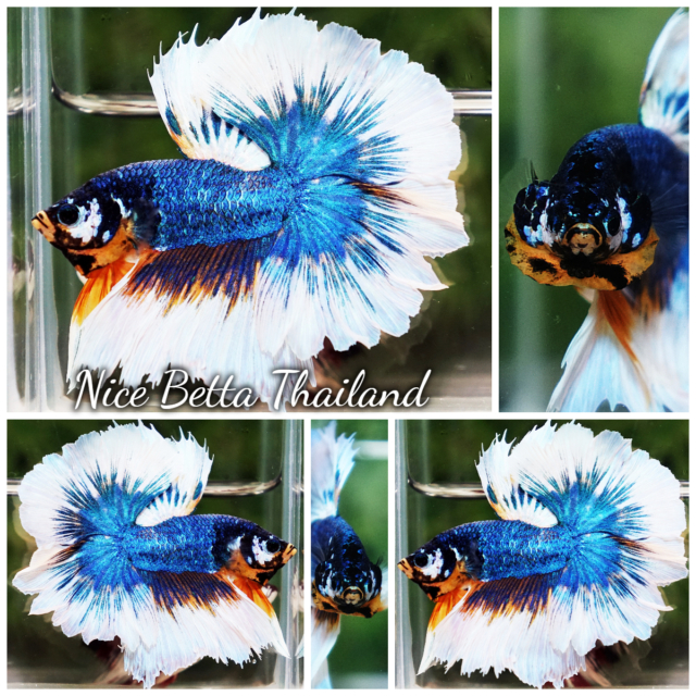 Betta Fish Fancy Macaw Sky Hawk Rosetail OHM Shipping: WORLDWIDE