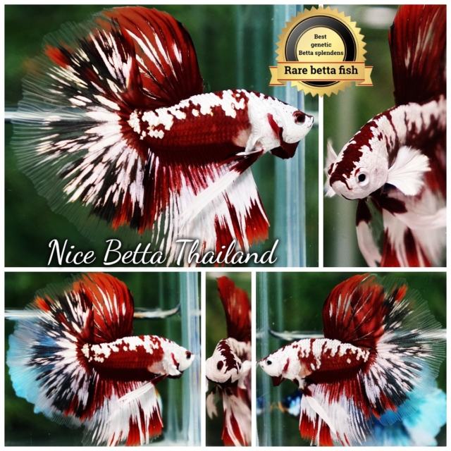 Betta Fish Killer Shadow Vampire Blood Star Samurai HM (Ultra Rare) Shipping: WORLDWIDE