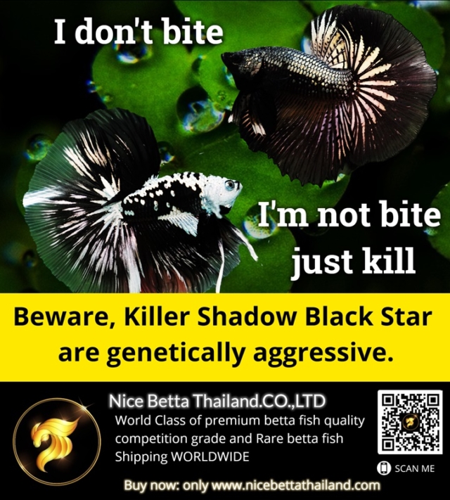 Beware, Killer Shadow Black Star Samurai are genetically aggressive.