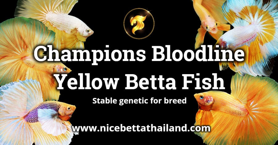 yellow-betta-fish-the-golden-beauty-of-siam-a-complete-guide-by-nice-betta-thailand