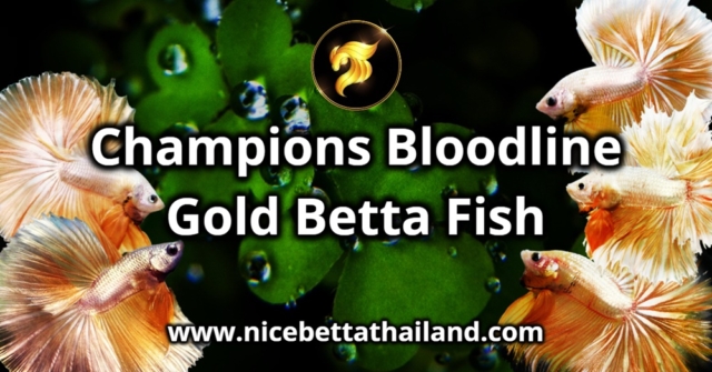 Champions Bloodline Gold Betta Fish