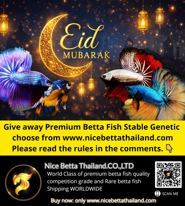 Salam Eid Mubarak everyone!!! Time to fun is coming. Give away free betta fish from Nice Betta Thailand.CO.,LTD