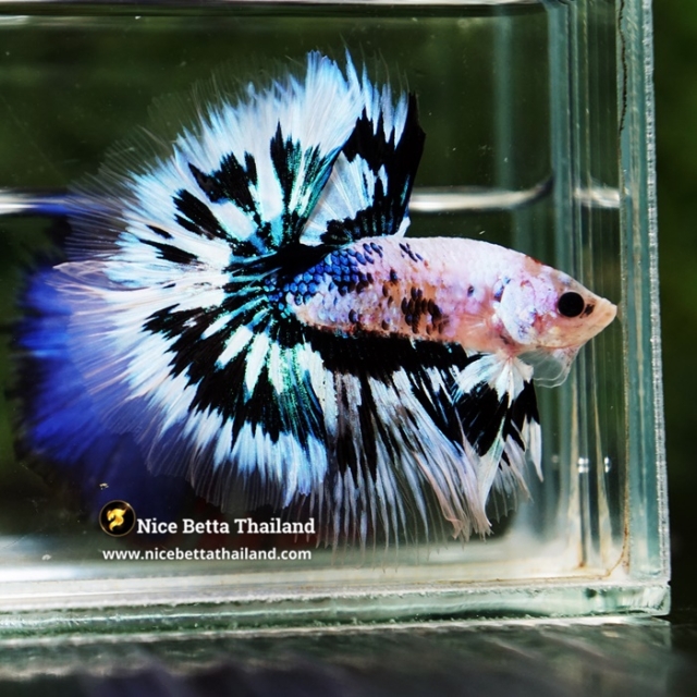 Betta Fish Amaterasu Ice Radiance Hawk OHM