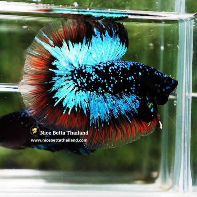 betta-fish-avatar-king-flame-nebular-black-star-butterfly-ohm-ultra-rare