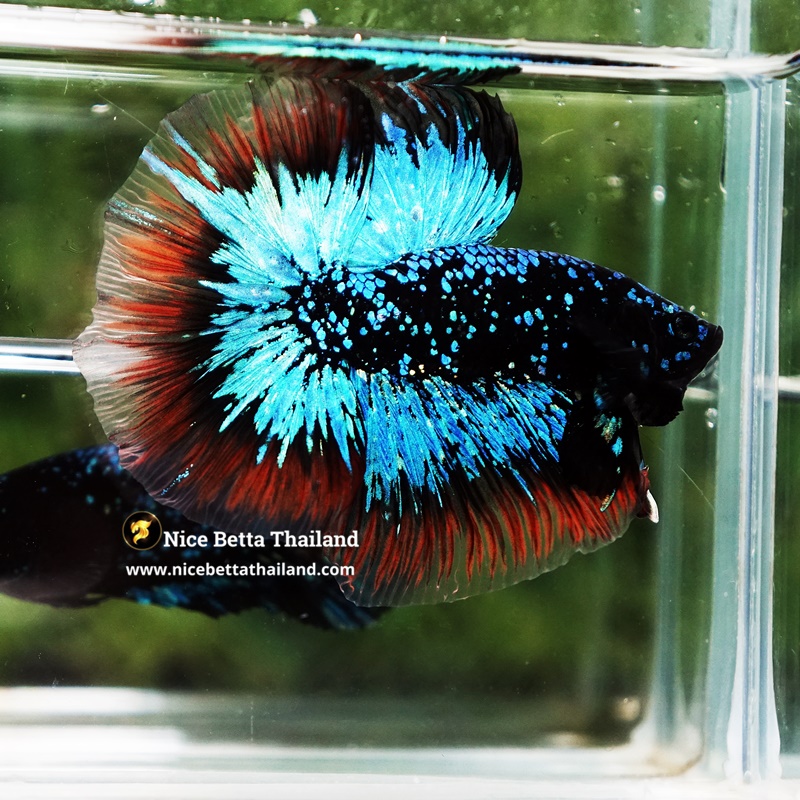 Betta Fish Avatar King Flame Nebular Black Star Butterfly OHM Ultra Rare