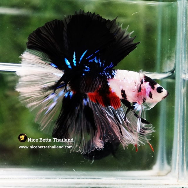 Betta Fish Blackbudo Koromo Koi Black Mouth Sky Hawk OHM
