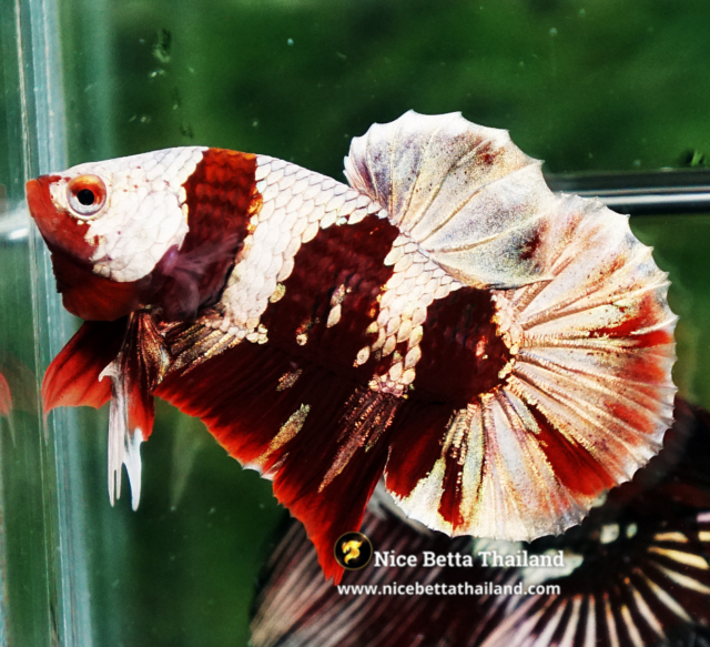 Betta Fish Ultra Rare Baldr Shining Blood OHMPK