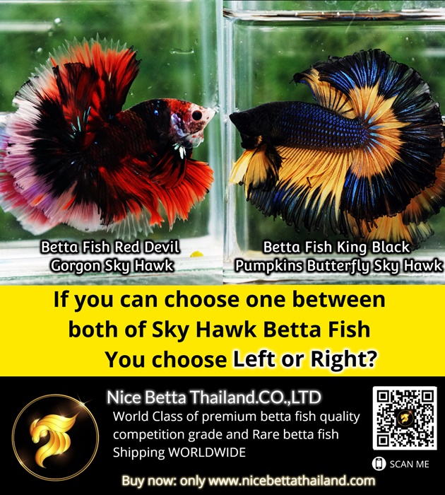If you can choose one between both of Sky Hawk Betta Fish You choose Left or Right?