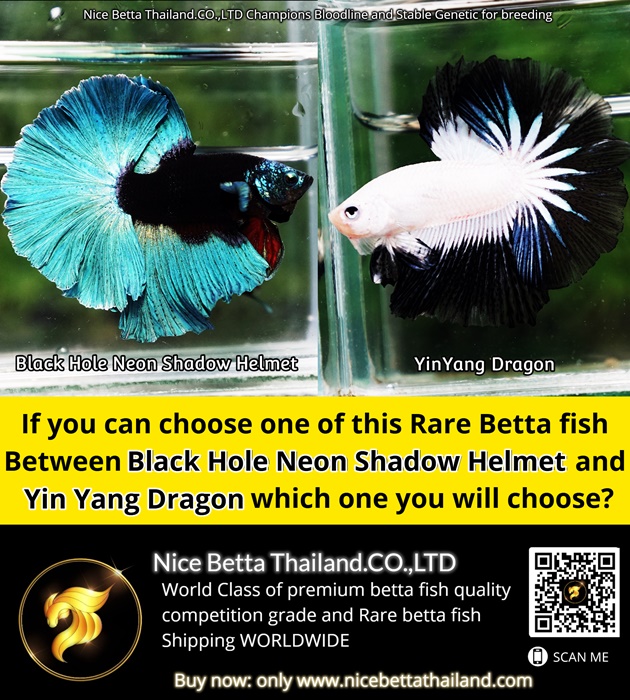 If you can choose one of this Rare Betta fish Between Black Hole Neon Shadow Helmet and Yin Yang Dragon which one you will choose?