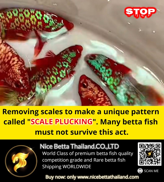 We already posted about this. This is not a genetic breeding, nor a top grade quality like what been said in this video. But created by manually removing scales to make a unique pattern called "SCALE PLUCKING". Many betta fish must not survive this act. Please share contents that will create a positive impact in the hobby, not for views and monetization only. Don't spread wrong information specially to those who are new in this hobby, thank you. Scale plucking on Betta fish, sometimes reported in Indonesian and Viertnarm ornamental fish markets (particularly on types like "Red Devil" or Plakat variants), involves the intentional removal of scales, a practice condemned by many in the hobby as severe animal cruelty. This process is done for aesthetic, commercial, or sometimes, fraudulent purposes to alter the fish's appearance, but it causes significant stress, pain, and health risks to the fish. And after several months, those plucked scales will grow and return to its natural form. Admire the naturally beautiful, premium-grade betta fish from our selective breeding program