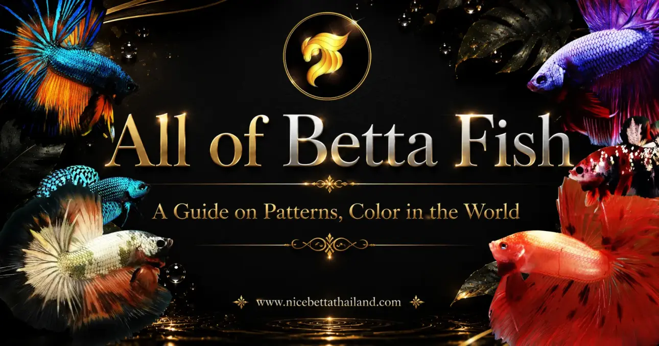 all-of-betta-fish-a-guide-on-patterns-color-in-the-world-2