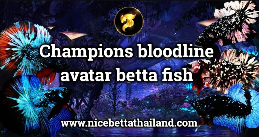 avatar-betta-fish-champions-bloodline-by-nice-betta-thailand