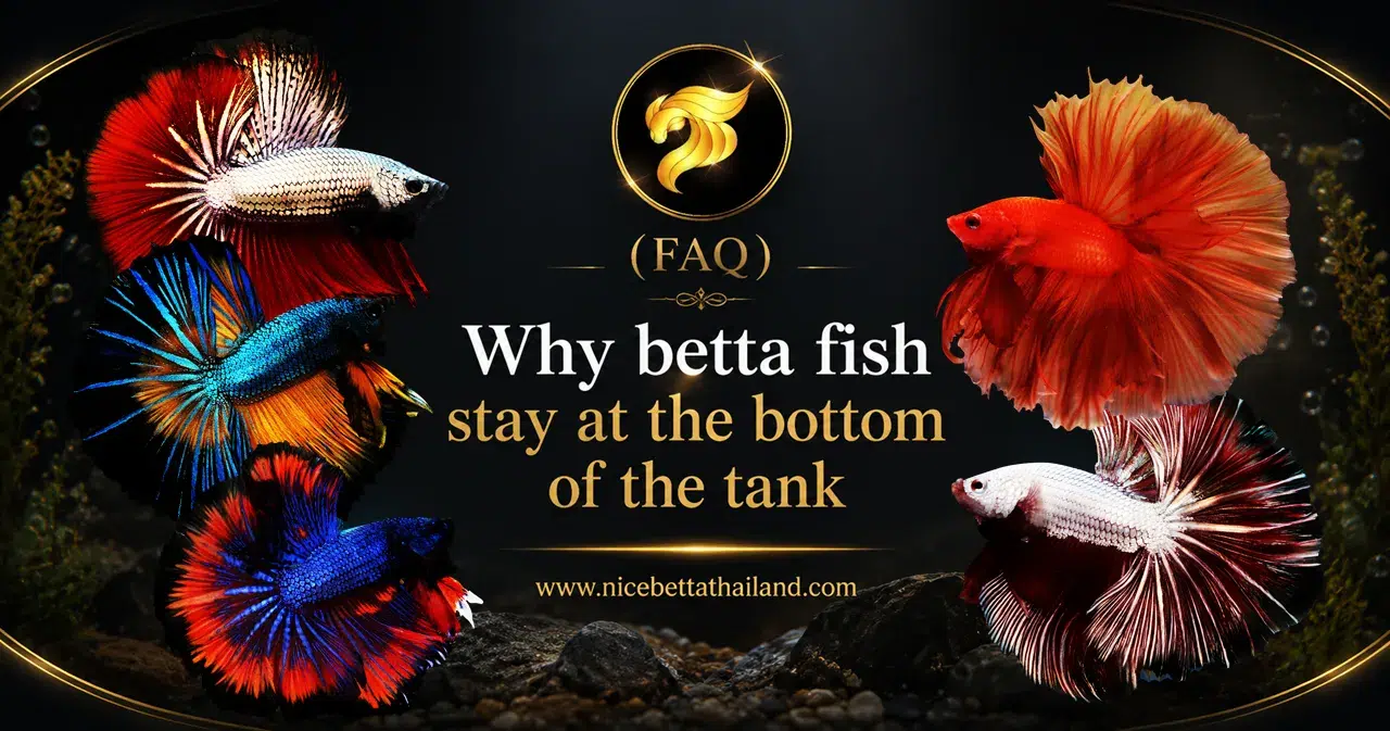 betta-fish-staying-at-the-bottom-of-the-tank