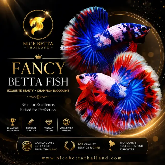 Every Fancy Betta Fish tells a story of extraordinary genetics, breathtaking colors, and world-class craftsmanship.