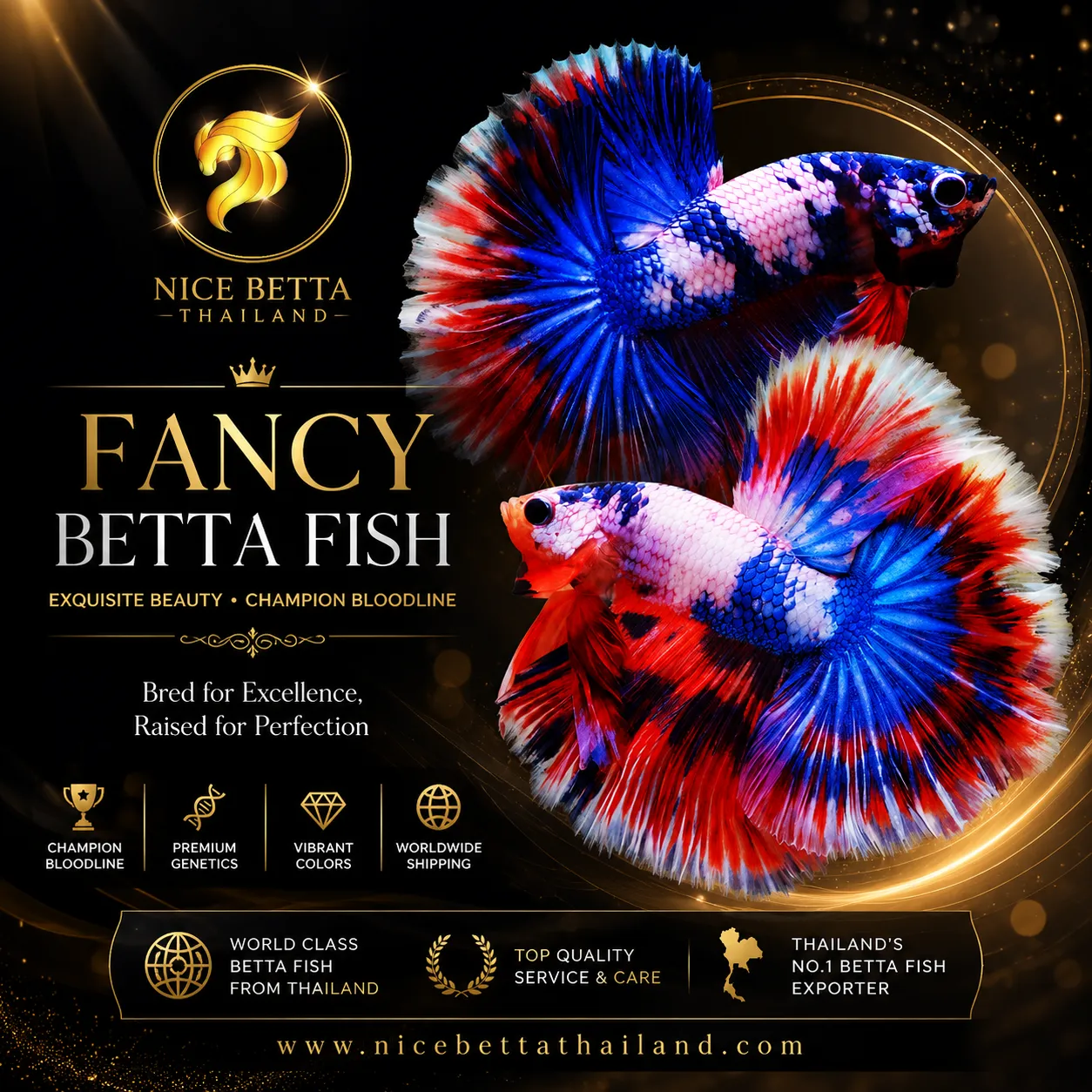 every-fancy-betta-fish-tells-a-story-of-extraordinary-genetics-breathtaking-colors-and-world-class-craftsmanship