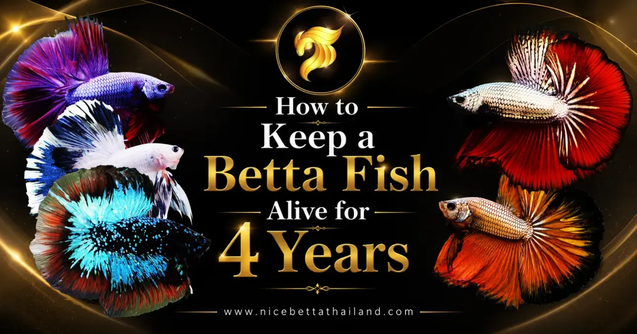 how-to-keep-a-betta-fish-alive-for-4-years