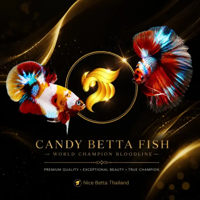 Our Candy Betta Fish are selectively bred from world champion bloodlines